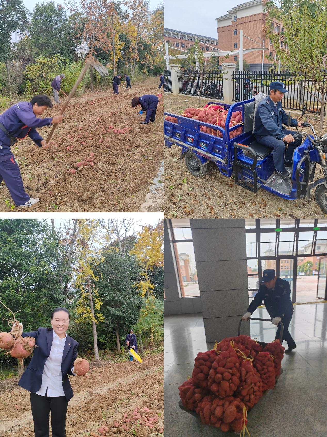 甜蜜“薯”光，紅薯飄香 —— 雪楓中學迎來紅薯豐收季